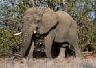 MG 6793  Desert bull elephant