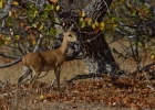 MG 6822  Steenbok