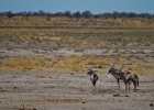 MG 6044  Gemsbok