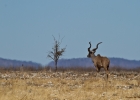 MG 6096  Kudu