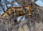 MG 6129  Giraffe peaking at us through the bushes