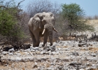 MG 6155  Bull ellephant coming to the watering hole