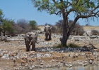 MG 6161  Ellies and springbok