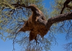 MG 9490  Birds nests