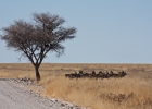 MG 9504  Springbok in the shade