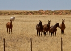 MG 7411  Wild horses or not?