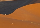 MG 7469  Springbok at sunrise in the dunes