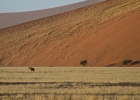 MG 7699  Rare Brown hyaena near Dune 45