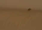 MG 7254  Black backed jackel in dunes