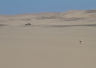 MG 7296  Ostrich in the dunes