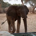 MG 3937 : Zimbabwe