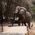 MG 3947 : Zimbabwe