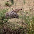 MG 4713 : Zimbabwe