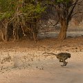 MG 4749 : Zimbabwe