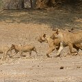 MG 5034 : Zimbabwe