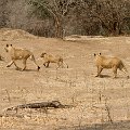 MG 5039 : Zimbabwe