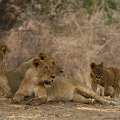 MG 5054 : Zimbabwe