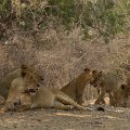 MG 5059 : Zimbabwe