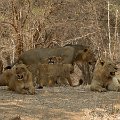 MG 5065 : Zimbabwe