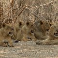 MG 5083 : Zimbabwe