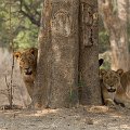 MG 5094 : Zimbabwe