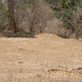 MG 5113 : Zimbabwe