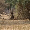 MG 5119 : Zimbabwe