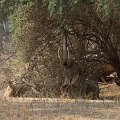 MG 5130 : Zimbabwe