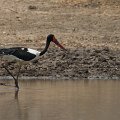 MG 5180 : Zimbabwe