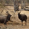 MG 5189 : Zimbabwe