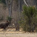 MG 5193 : Zimbabwe
