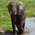 MG 5333 : Zimbabwe