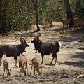 MG 5584 : Zimbabwe