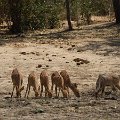 MG 5590 : Zimbabwe