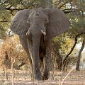 MG 5638 : Zimbabwe