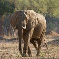MG 5643 : Zimbabwe