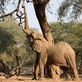 MG 5649 : Zimbabwe