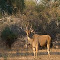 MG 5660 : Zimbabwe