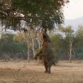 MG 5679 : Zimbabwe
