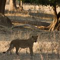 MG 5700 : Zimbabwe