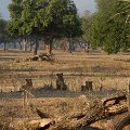 MG 5702 : Zimbabwe