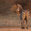 MG 5749 : Zimbabwe