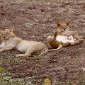 MG 5765 : Zimbabwe