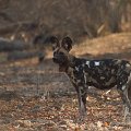 MG 5841 : Zimbabwe