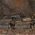 MG 5845 : Zimbabwe
