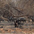 MG 5854 : Zimbabwe