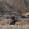 MG 5867 : Zimbabwe