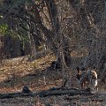 MG 5874 : Zimbabwe