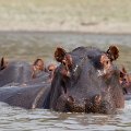 MG 5893 : Zimbabwe
