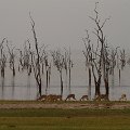 MG 5949 : Zimbabwe